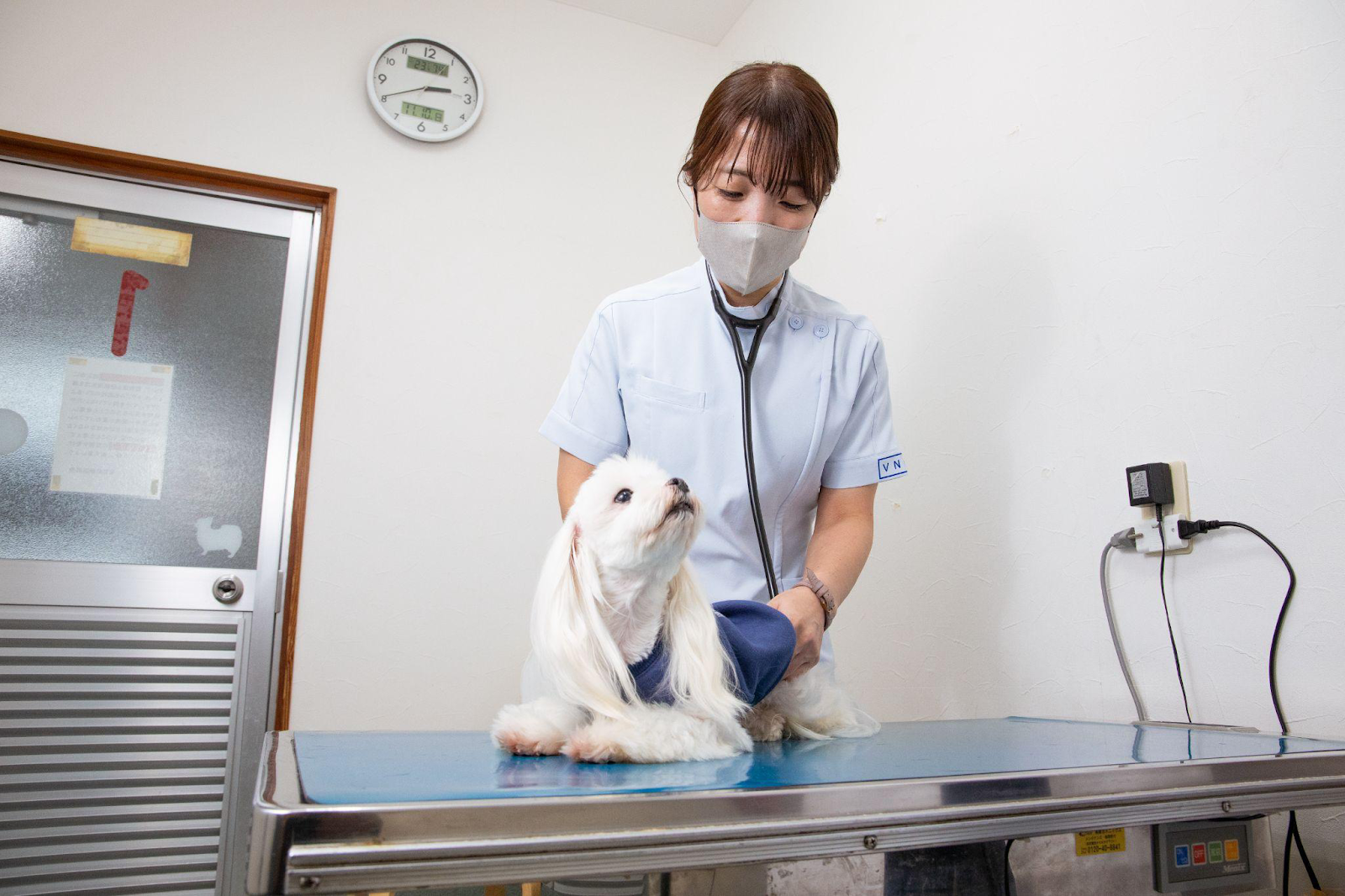 <img src="dog_checkup_exam.jpg" alt="動物病院で白い小型犬の診察を行う獣医師。診察台の上で犬の胸に聴診器を当て、心音や呼吸音を確認している様子。犬は落ち着いた表情で獣医師を見上げている。">