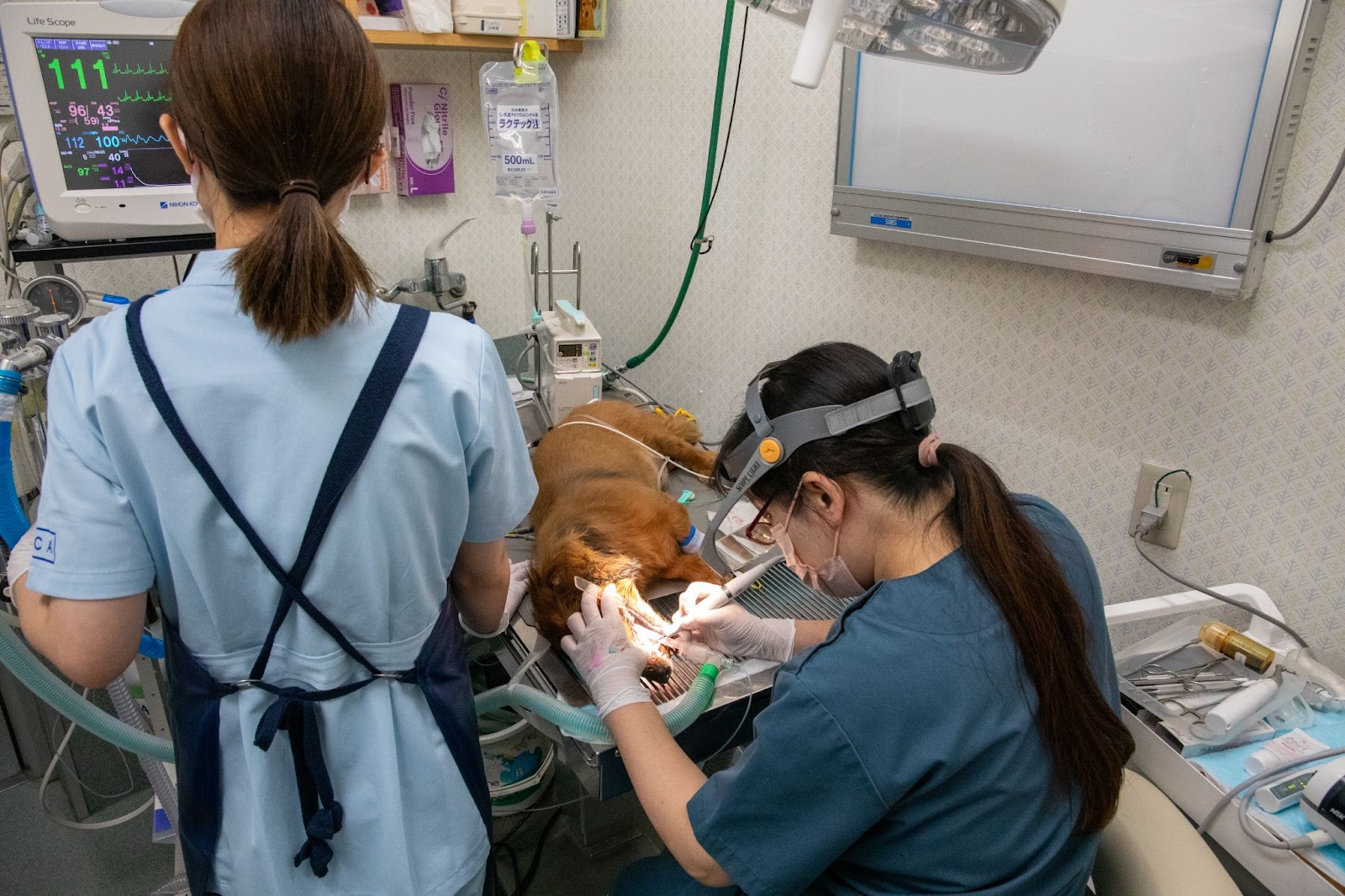 <img src="dental_procedure_dog.jpg" alt="動物病院で麻酔下の犬の歯科治療を行う獣医師と看護師。心電図モニターでバイタルを確認しながら、安全に処置を進めている様子。">