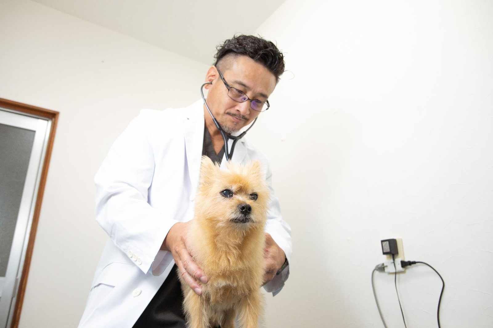 <img src="画像のURL" alt="動物病院の診察室で、白衣を着た獣医師が聴診器を使い、小型犬の体調を丁寧に診察している様子">