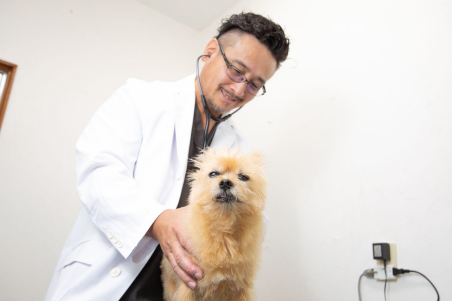 <img src="veterinarian-dog-examination.jpg" alt="小型犬の診察を行いながら丁寧に状態を確認する獣医師">