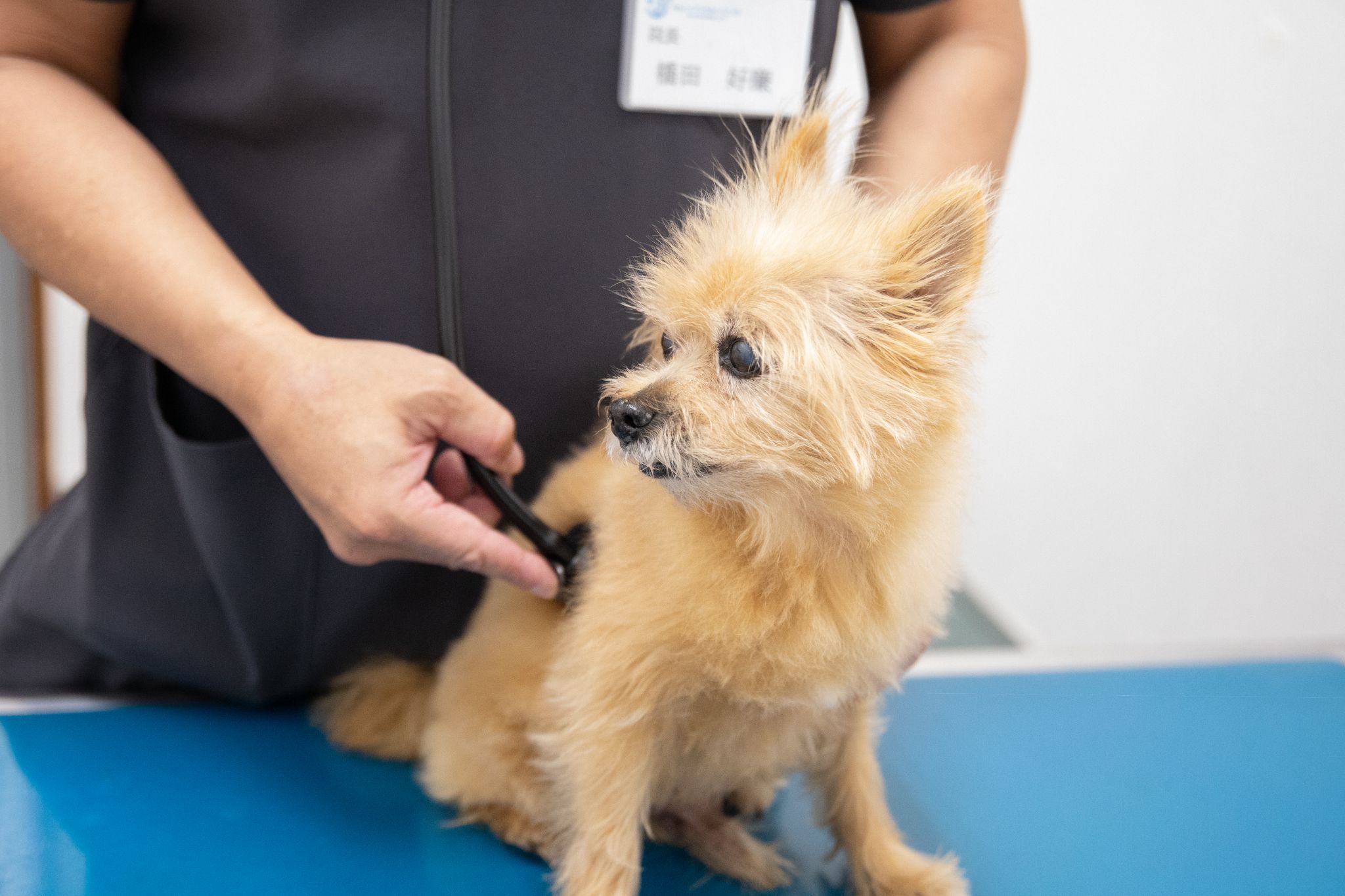 <img src="dog-examination.jpg" alt="診察台の上で小型犬の聴診を行う動物病院スタッフの様子">