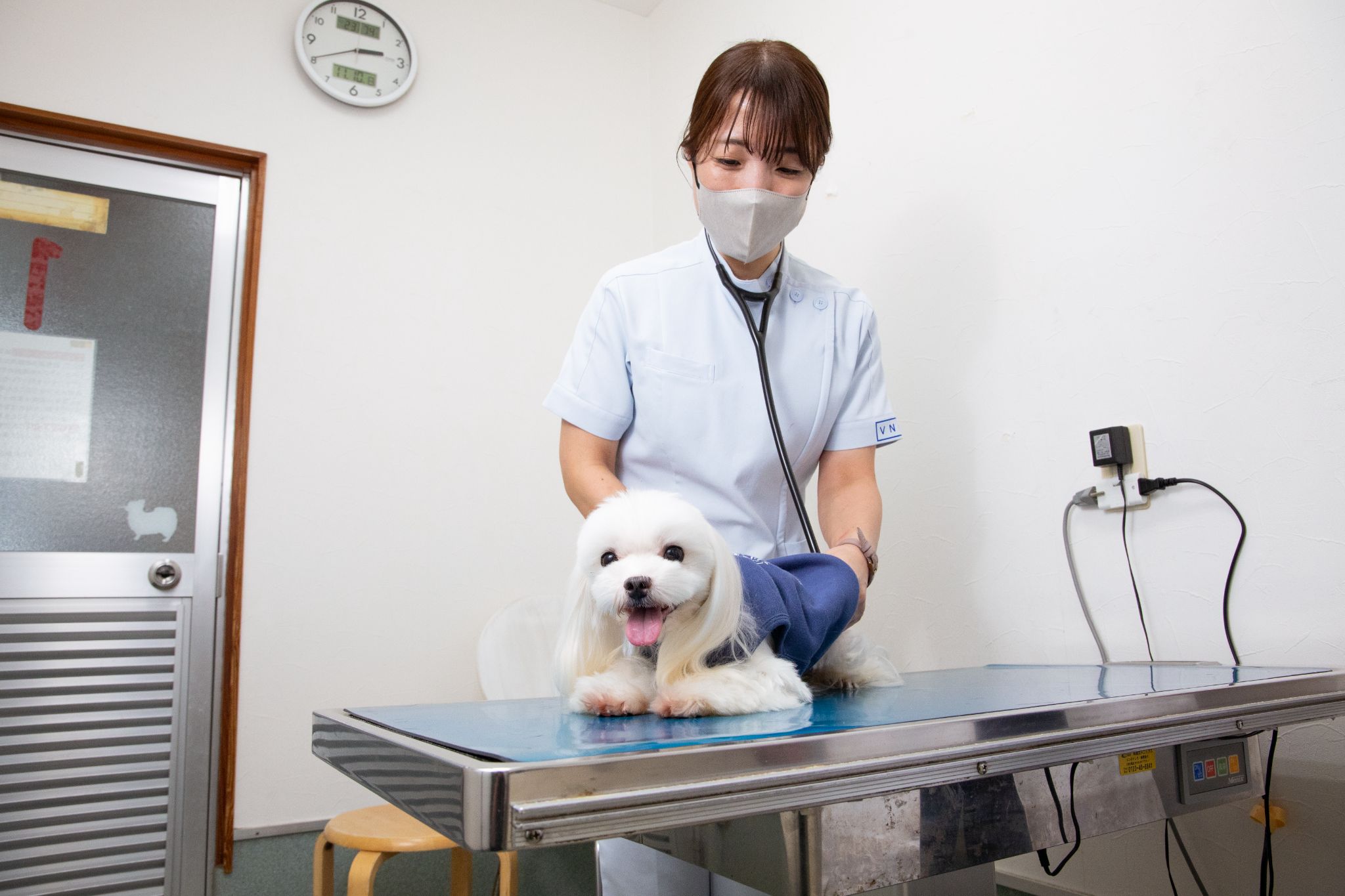 <img src="s-blob-v1-IMAGE-Y2Z8CFE2Jqg.jpg" alt="診察台の上で聴診器を使って診察を受ける白い犬">
