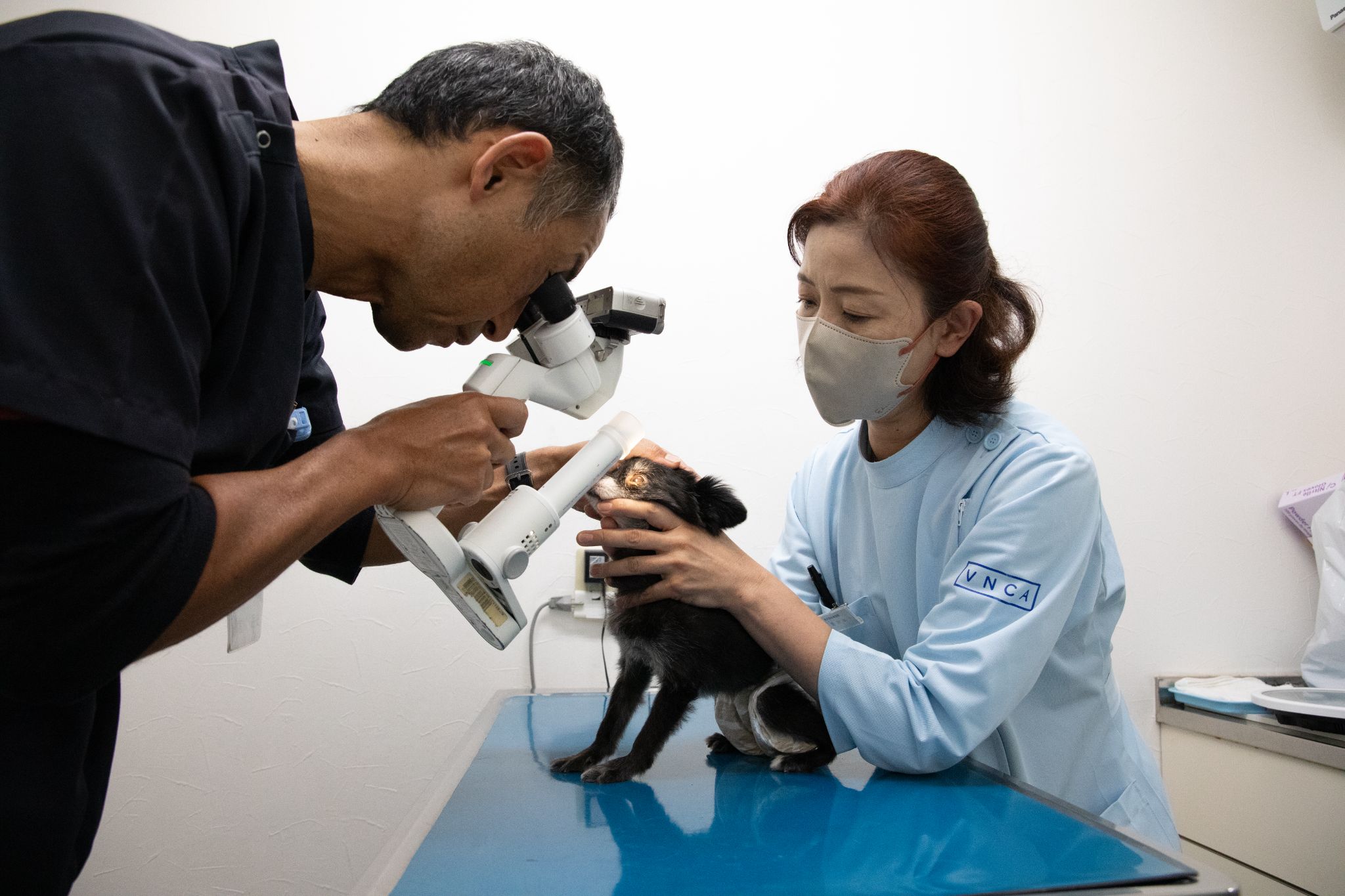 <img src="s-blob-v1-IMAGE-nCnukQmNyds.jpg" alt="診察台の上で眼科検査を受ける犬">